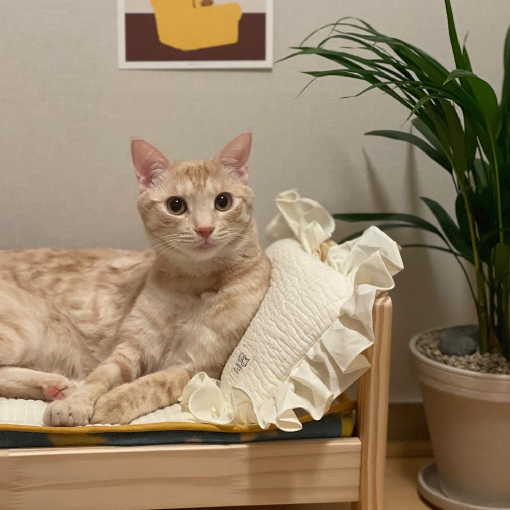 개달당 마이쭈 누빔 3D에어메쉬 사계절 고양이 강아지베개 1번째 이미지
