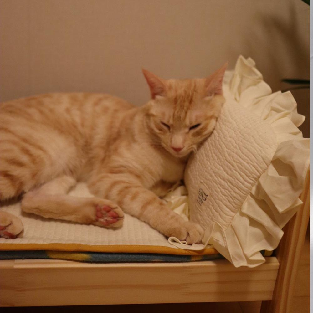 개달당 마이쭈 누빔 3D에어메쉬 사계절 고양이 강아지베개 2번째 이미지