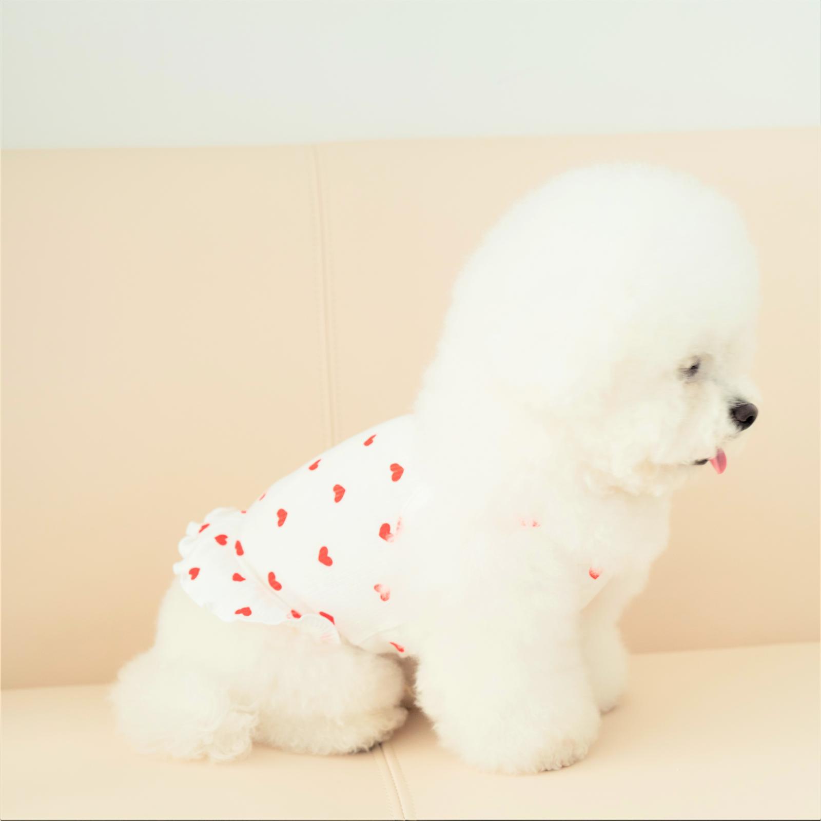 펫츠랜드 러브 프릴 나시티 화이트 (S-2XL) 3번째 이미지