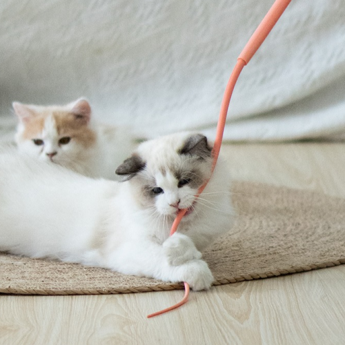 고냥냥 고양이 쥐꼬리 장난감 2번째 이미지